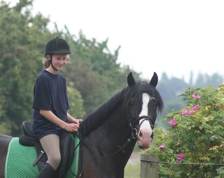 Welsh Cob (sec D) Zoltan of sving R.I.P.  - Mig & zolle billede 18