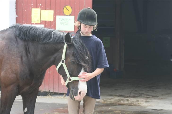 Welsh Cob (sec D) Zoltan of sving R.I.P.  - nussehoved ;D billede 20