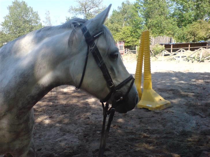 Anden særlig race Safir - Jeg elsker dig Safir<3 billede 8