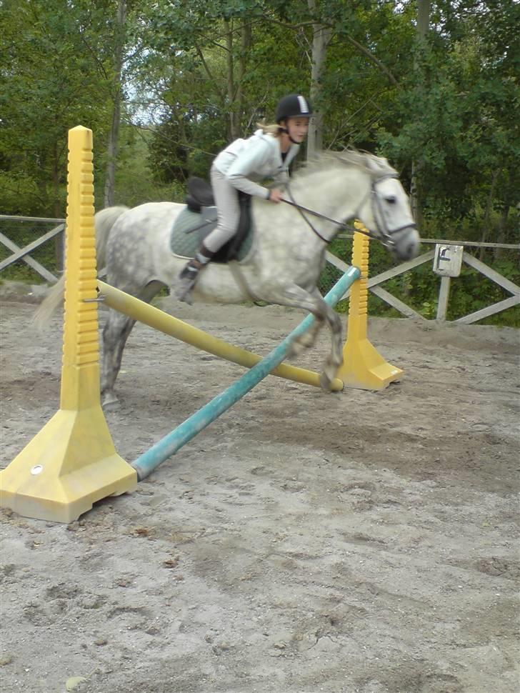 Anden særlig race Safir - Jeg elsker dig safir<3 (Lidt sløret) billede 10