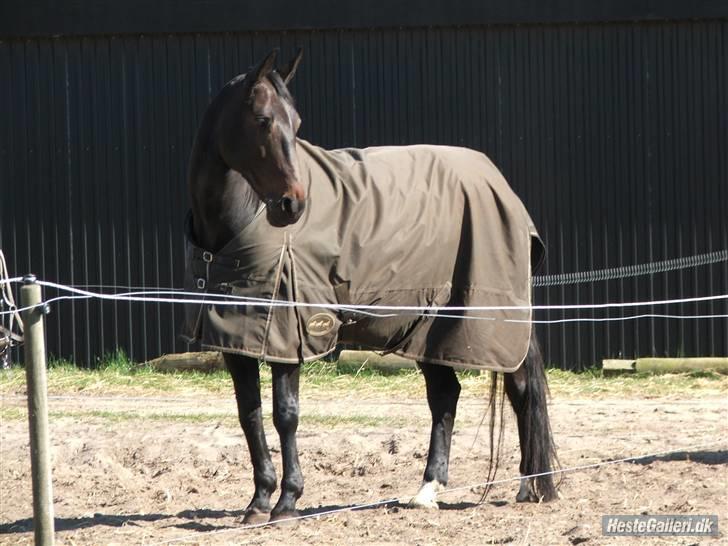 Dansk Varmblod Toftegården Don Aikido  - Prinsessen på fold, så smuk hun er :) billede 4