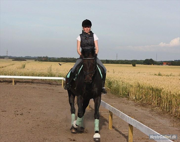 Dansk Varmblod Toftegården Don Aikido  - Dressur på skønheden :) billede 6