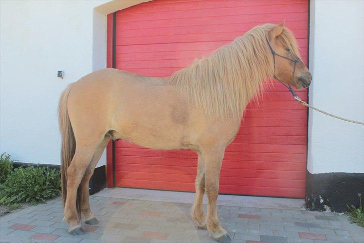 Islænder Asi fra Troldskov ( Solgt ) - Asi 2011 Maj, 4 år billede 14