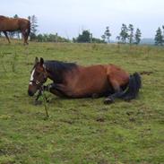 Anden særlig race Bailey (solgt)