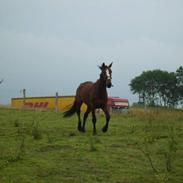 Anden særlig race Bailey (solgt)