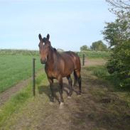 Anden særlig race Sascha