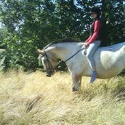 Anden særlig race Chumin Daverhøj.