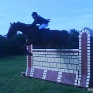 Hollandsk Sportspony Marien