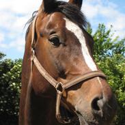 Polsk Varmblod Kreon