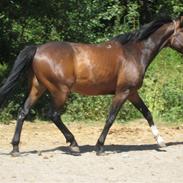 Polsk Varmblod Kreon