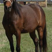 Anden særlig race Jackpot