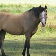Welsh Pony (sec B) Blanka Graadahl.