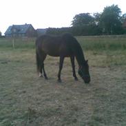 Traver Texas Bogø