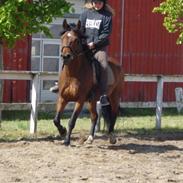 Dansk Varmblod Farah Diba