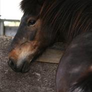 Islænder Tópas frá Lýsuhóli