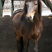 Islænder Tópas frá Lýsuhóli