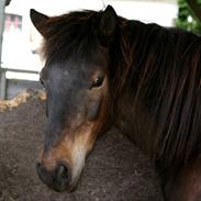 Islænder Tópas frá Lýsuhóli