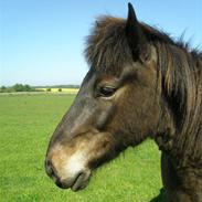 Islænder Tópas frá Lýsuhóli