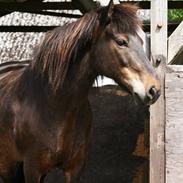 Islænder Tópas frá Lýsuhóli