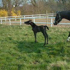 Dansk Varmblod deluxe  himmel hest