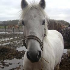 Welsh Pony (sec B) vivaldi
