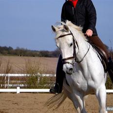 Trakehner Lovely