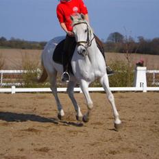 Trakehner Lovely