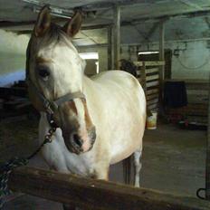 Anden særlig race Chumin Daverhøj.