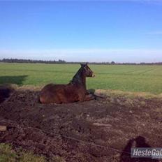 Anden særlig race Dranella