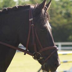 Anden særlig race Torpegårds Master 