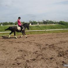 Anden særlig race Torpegårds Master 