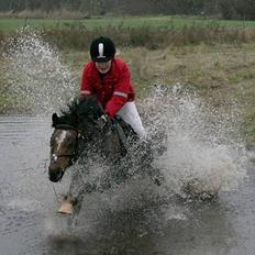 Welsh Pony (sec B) Bjerregaards Evelyn