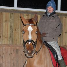 Dansk Varmblod De Lupino