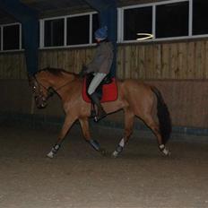 Dansk Varmblod De Lupino