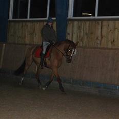 Dansk Varmblod De Lupino