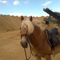 Haflinger Kløvs Wito gammel part:'(