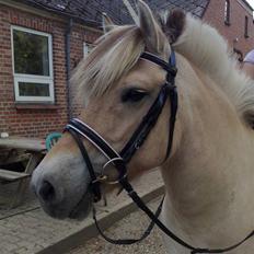 Fjordhest Lunderskovs Mi'Lady