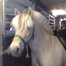 Fjordhest Lunderskovs Mi'Lady