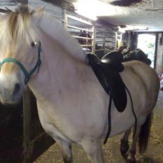 Fjordhest Lunderskovs Mi'Lady