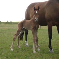 Dansk Varmblod Don Amantic