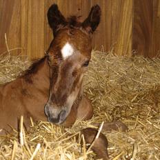 Dansk Varmblod Don Amantic