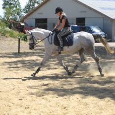 Arabisk fuldblod (OX) Estello