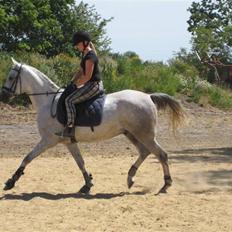 Arabisk fuldblod (OX) Estello