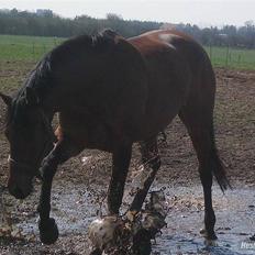 Trakehner Donau Prinzessin  OPSAGT!