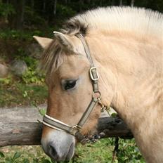 Fjordhest Ingegårds Emma