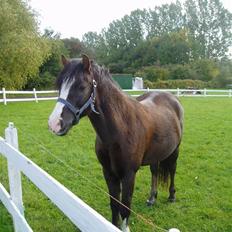 Anden særlig race Gilbert<3<3<3 hans erik's