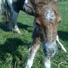 Shetlænder team linnets freja