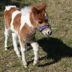 Shetlænder team linnets freja
