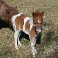 Shetlænder team linnets freja