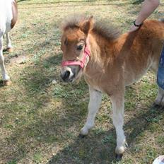 Shetlænder tema linnets bambi